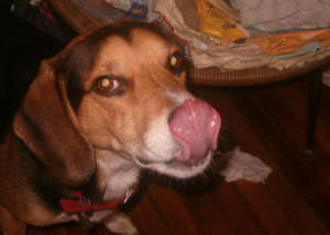 Dog showing his tongue