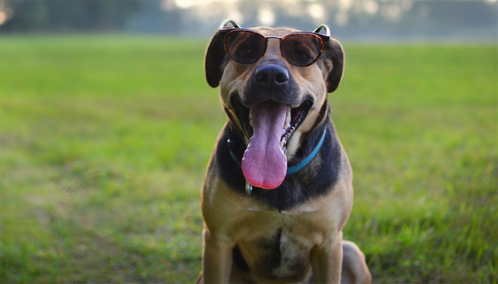 Dog wearing sunglass