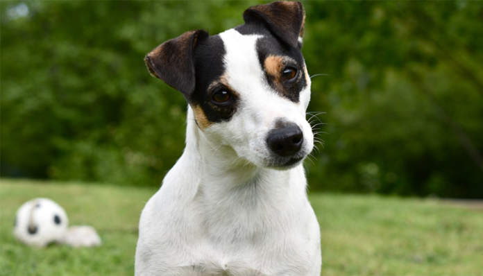7 Best Dog Foods For Jack Russell Terriers - Dog Nerdz
