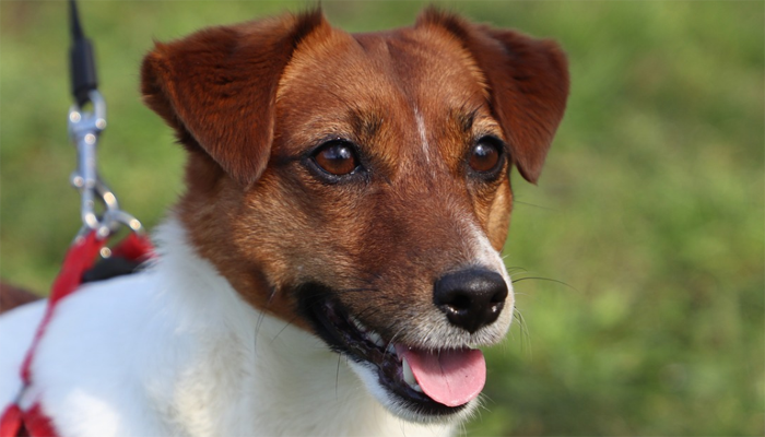 All About the Jack Russell