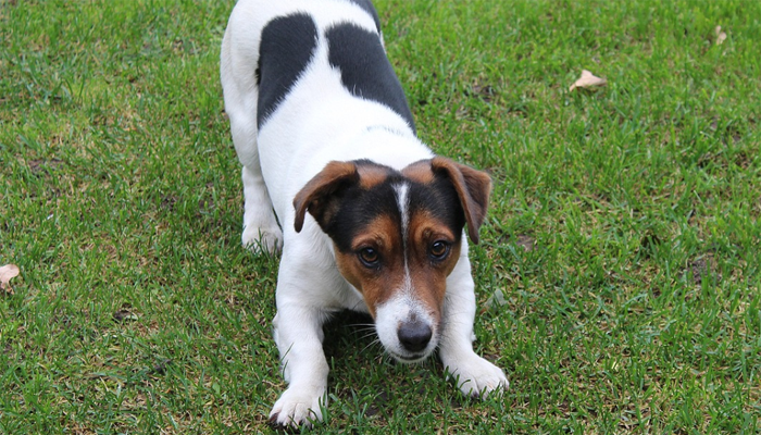 Jack Russell Lying on the ground