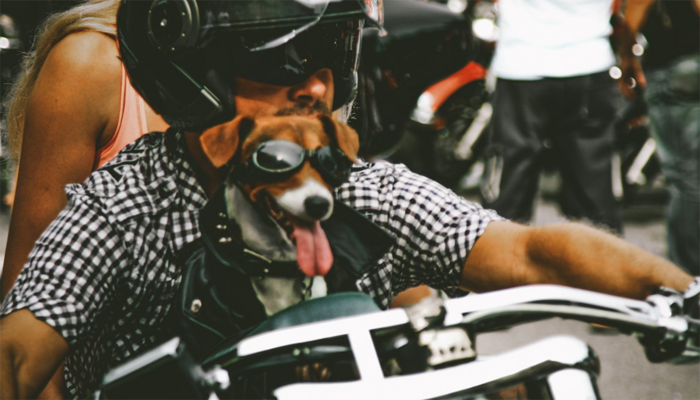 Man with dog on motorcycle