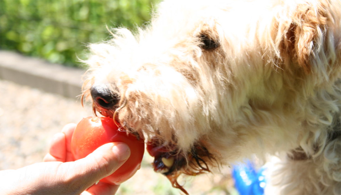 Person handing tomato to a dog