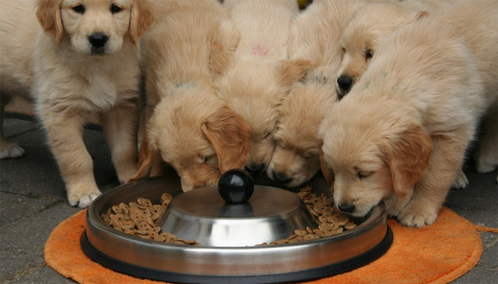 Puppies eating together