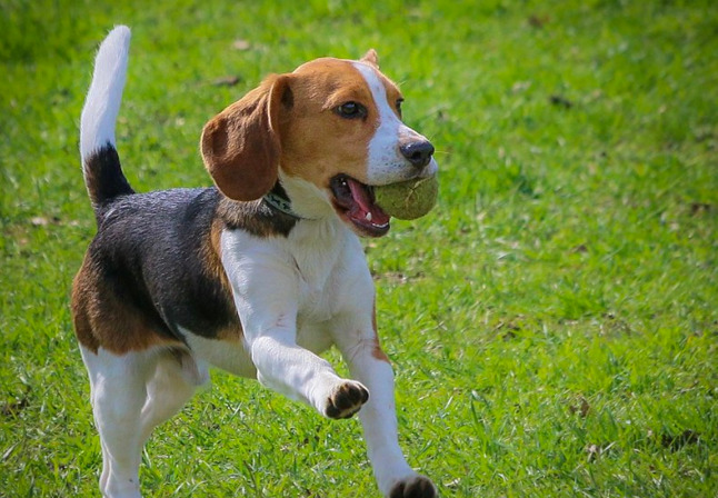 Puppy Beagle catching a ball