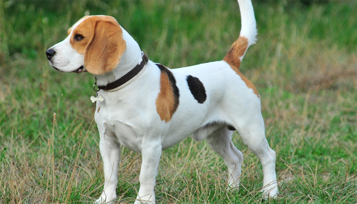 Dwarfism in Beagles (Guide and Information)