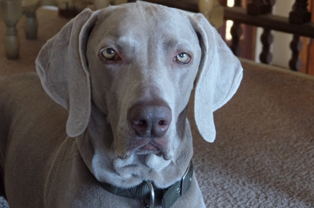 Loyal to Family Members is one of Breed Characteristics of Weimaraners
