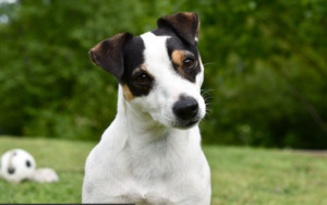White Jack Russell Dog