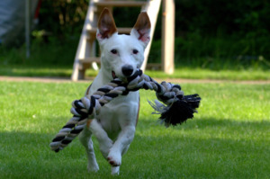 White Jack Russell carrying rope