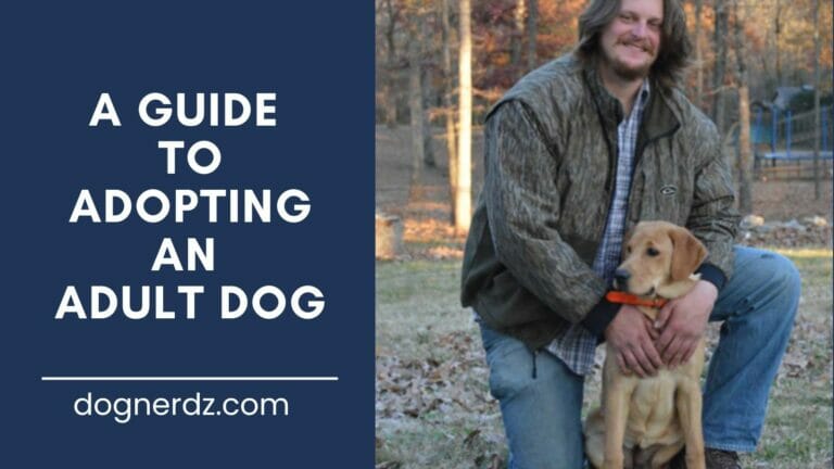 What You Need to Know About Adopting an Adult Dog