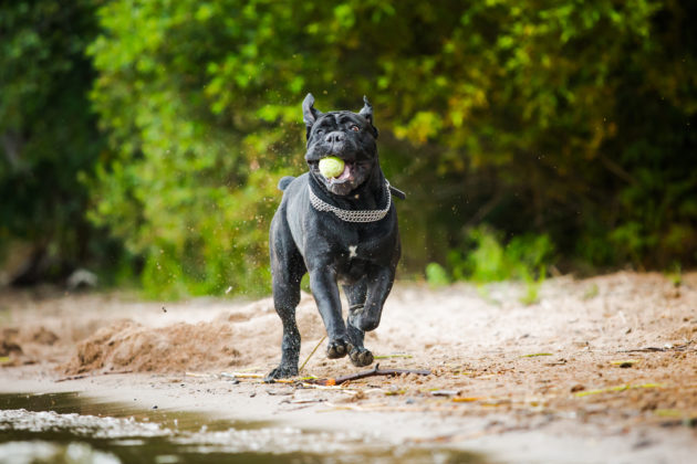 Games and Activities for a Cane Corso