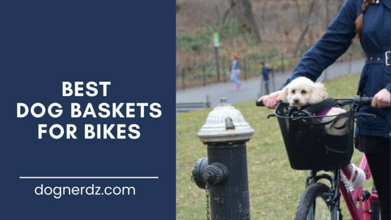 10 Best Dog Baskets for Bikes in 2022