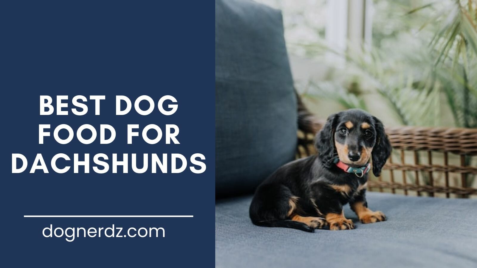review of the best dog food for dachshunds
