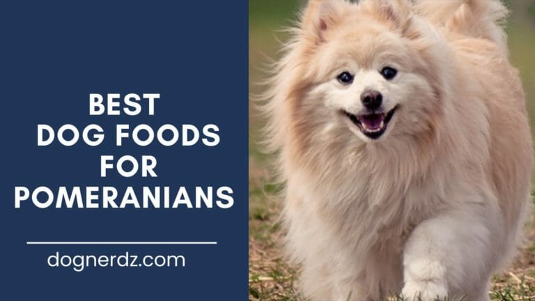 10 Best Dog Foods for Pomeranians in 2024