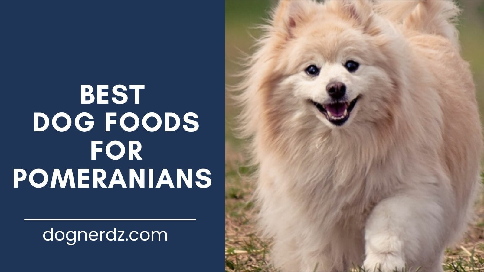 review of best dog food for pomeranians
