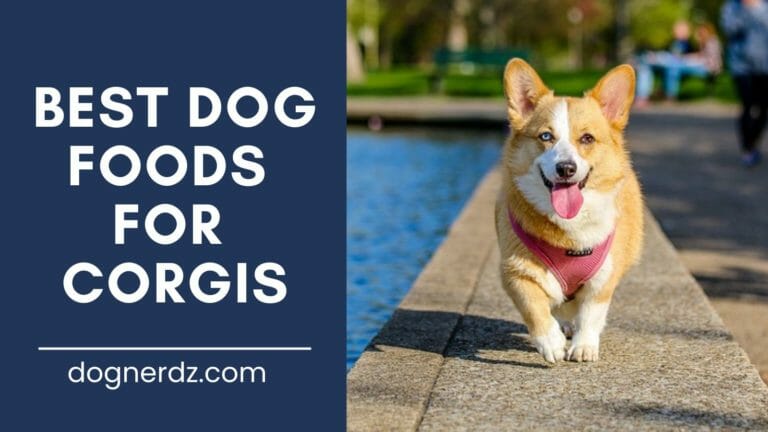 8 Best Dog Foods for Corgis in 2024