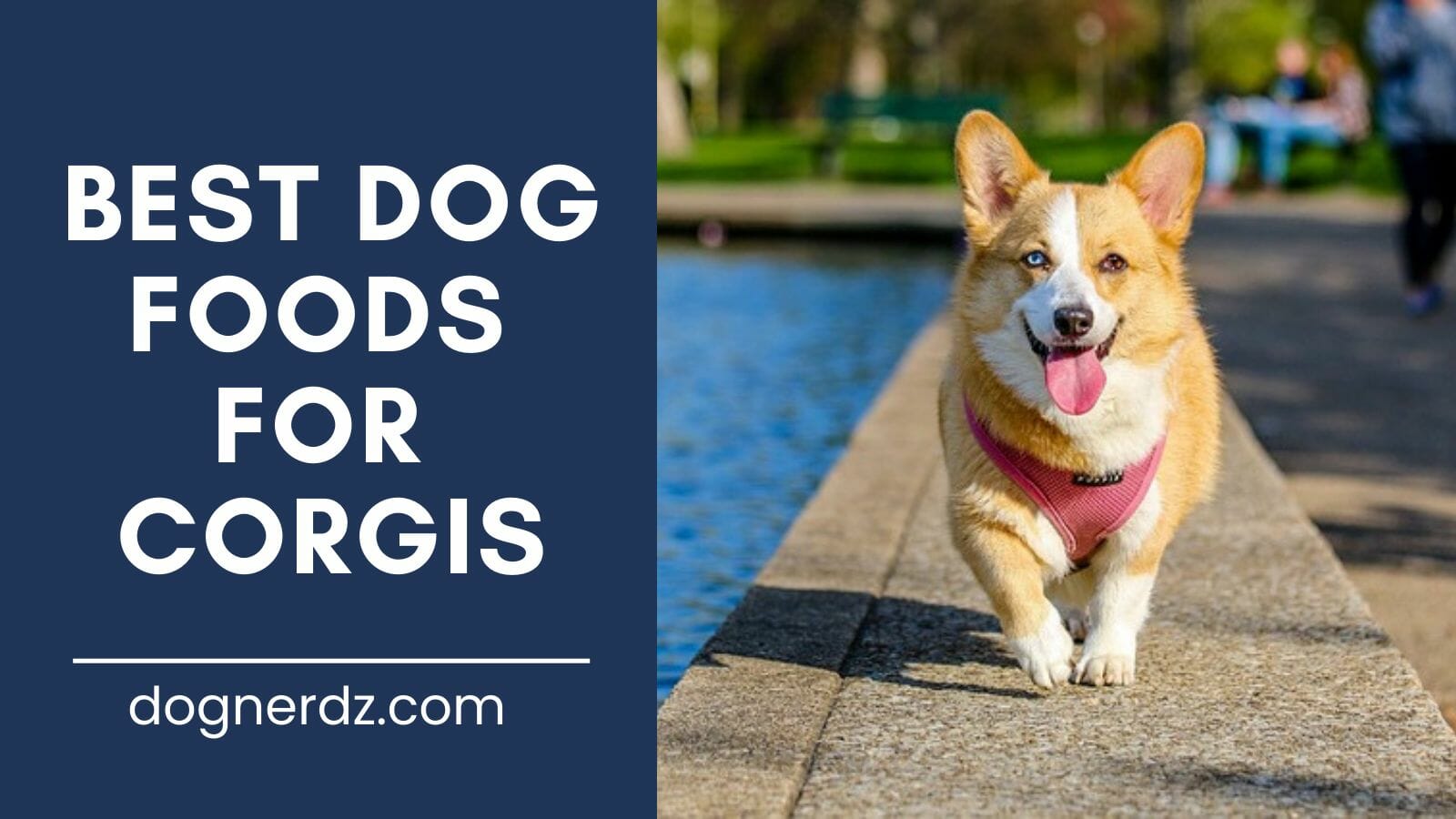 review of the best dog foods for corgis