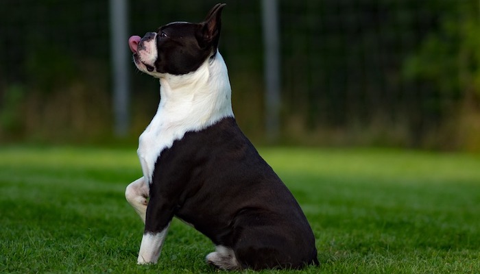 8 Best Dog Foods for Boston Terriers