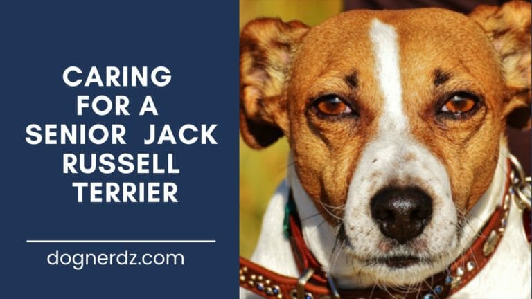 guide on caring for a senior jack russell terrier