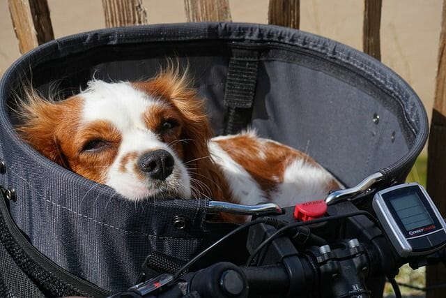 dog in a secured and soft bike basket