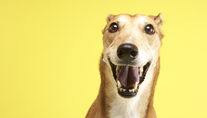 7 Best Dog Foods for Greyhounds in 2022