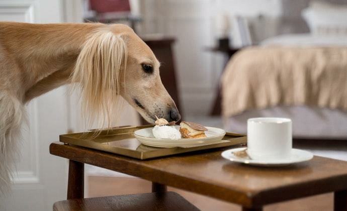 greyhound eating dog food