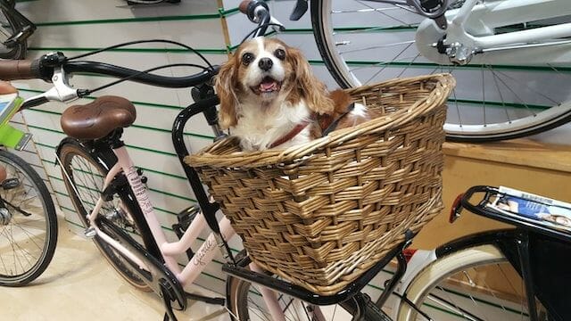 dog inside a dog basket