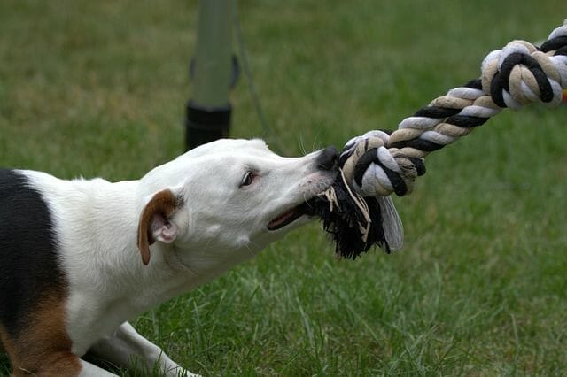 a senior jack russell terrier having a moderate exercise