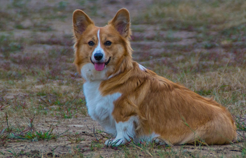 Welsh Corgi Facts (And One Myth!) Was Once the Amazon Mascot
