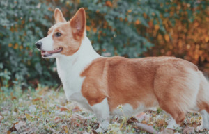 Brown and white Corgi standing on the grass