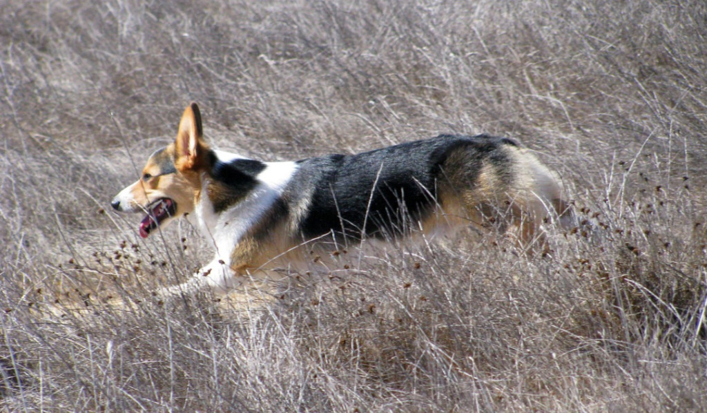 Welsh Corgi Facts (And One Myth!) An Excellent Herding Dog in a Small Package
