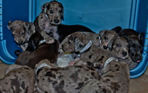 Great Dane Puppies on a blue crate