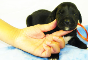 Person's hand touching black great dane puppy