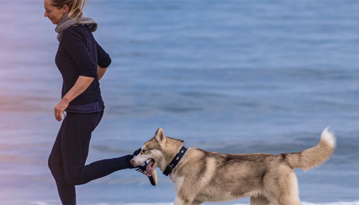 Dog Exercise: The Ultimate Guide