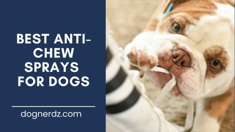 review of the best anti-chew sprays for dogs