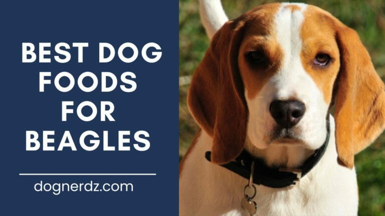 7 Best Dog Foods for Beagles in 2023