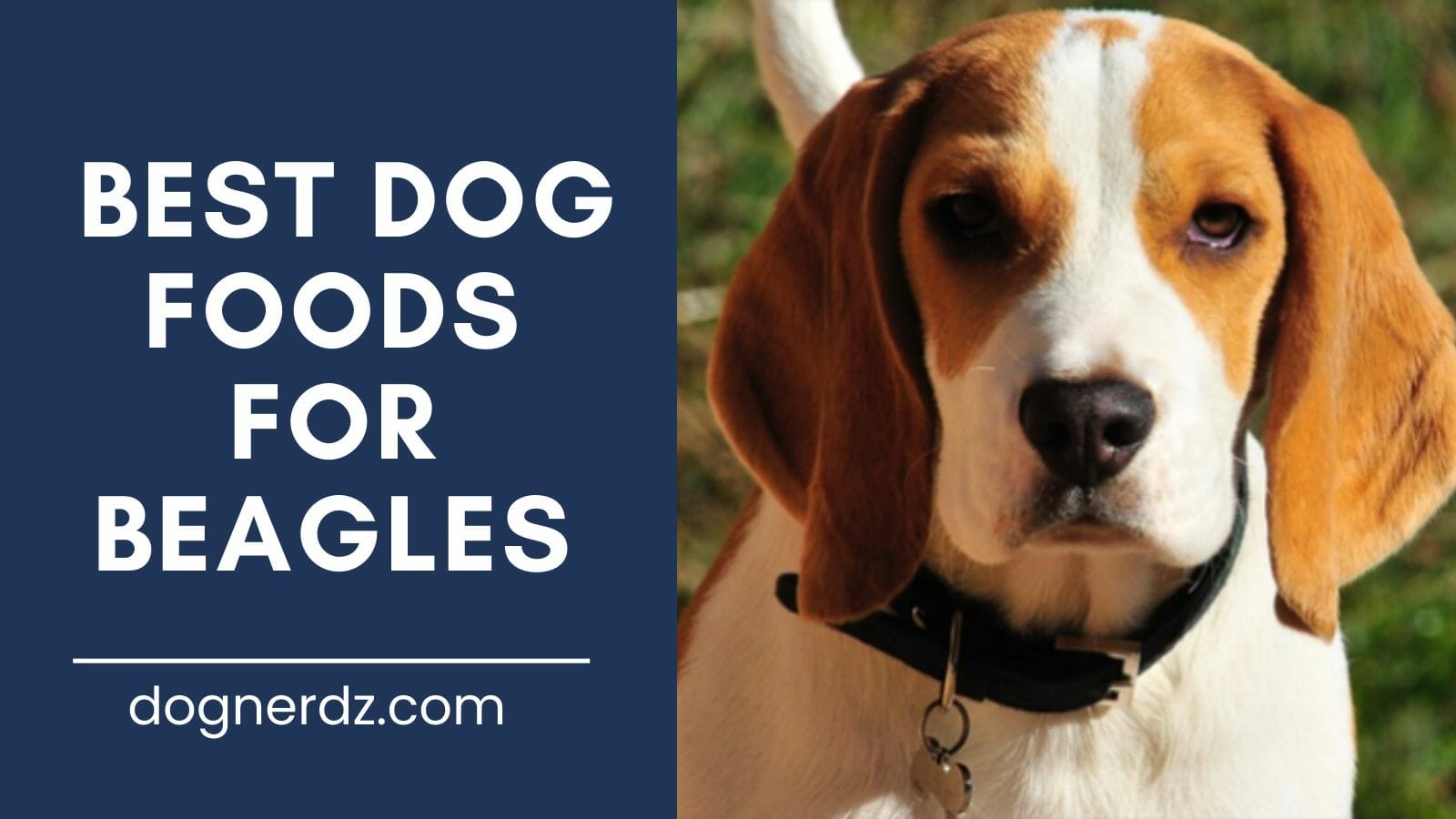 review of best dog food for beagles