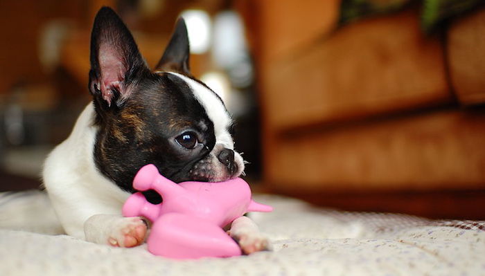 Boston Terrier with Dog Toy