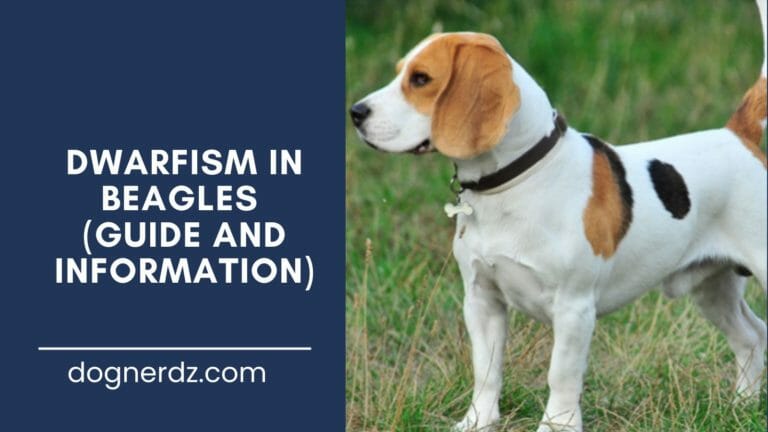 Dwarfism in Beagles (What it is and more..)