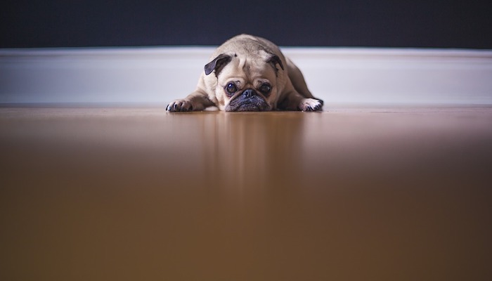 Stress in Dogs: The Ultimate Guide