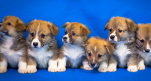 6 Corgi Puppies