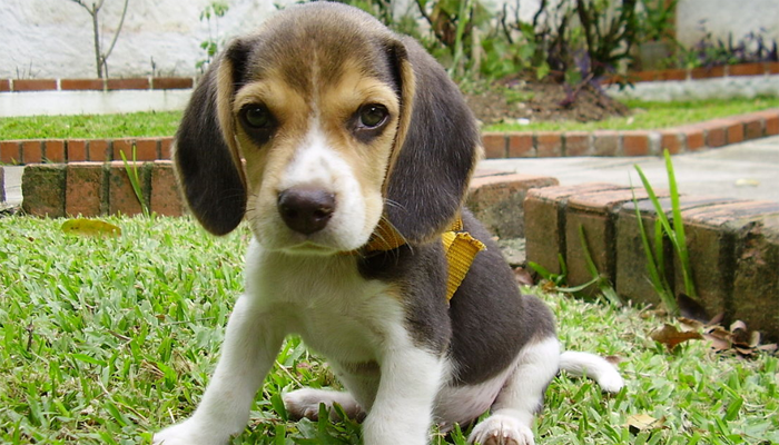 The Beagle: An Ultimate Guide