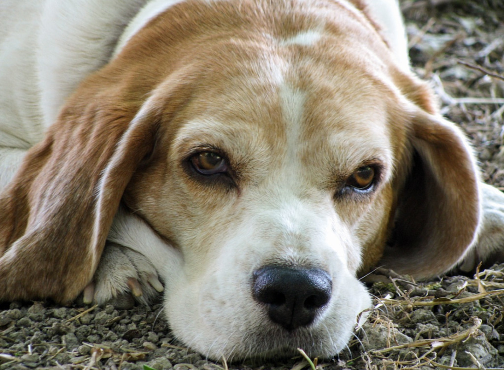beagle health concerns