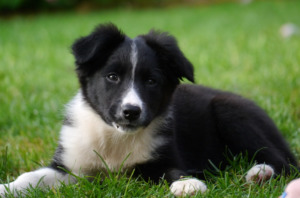 Black and White Border Collie Puppy