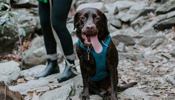 Black dog with harness tongue out