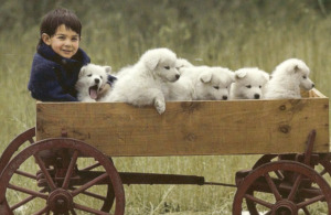 Child and Samoyed puppies on the cart
