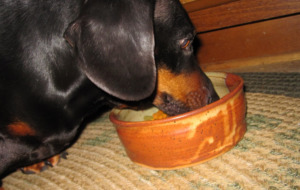 Dachshund dog eating