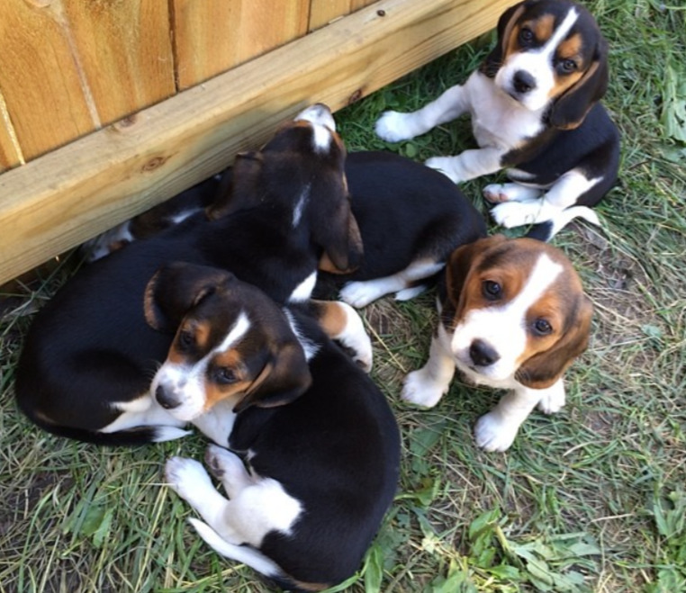 beagle puppies guide for buyers