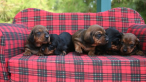 Five Dachshund puppies on a couch