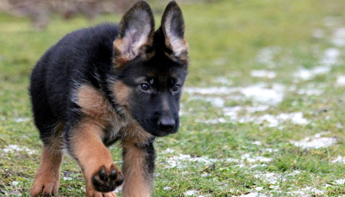 German Shepherd Puppy Walking